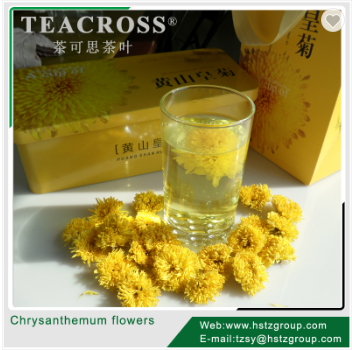 Yellow Chrysanthemum