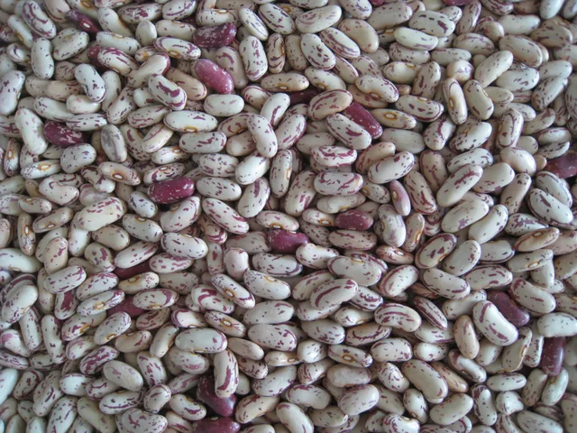 Light speckled kidney beans long shape