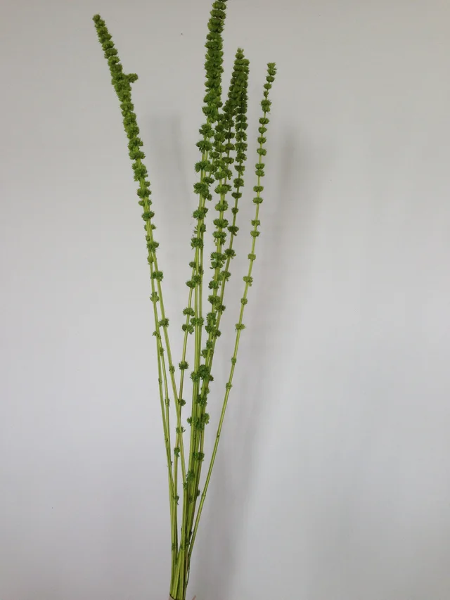 Tower Grass(dry flower;dried flower)