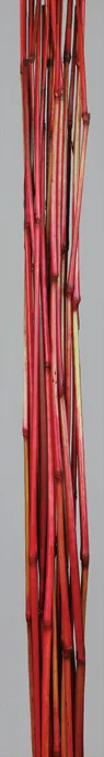 Babala Cane S(dry flower;dried flower)