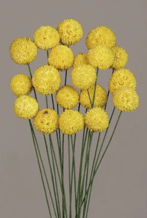 Wind Ball(dry flower;dried flower)