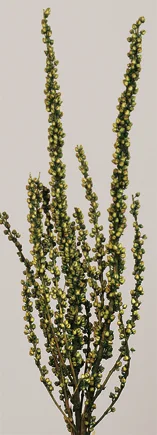 Vabascum(dry flower;dried flower)