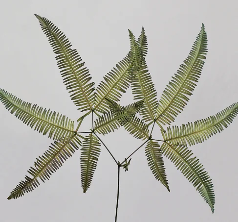 Mountain Fern(preserved)(dry flower;dried flower)