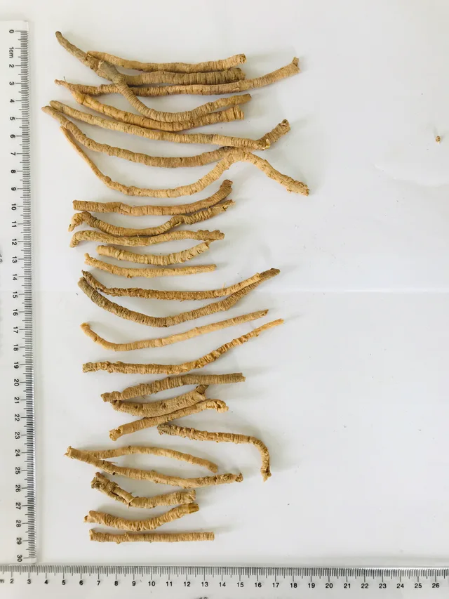 Thinleaf Milkwort Root