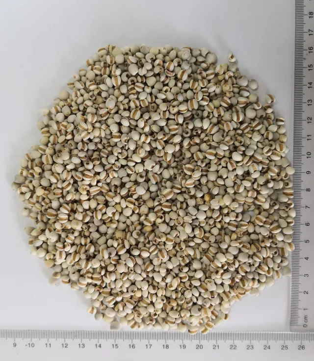 Coix Seed