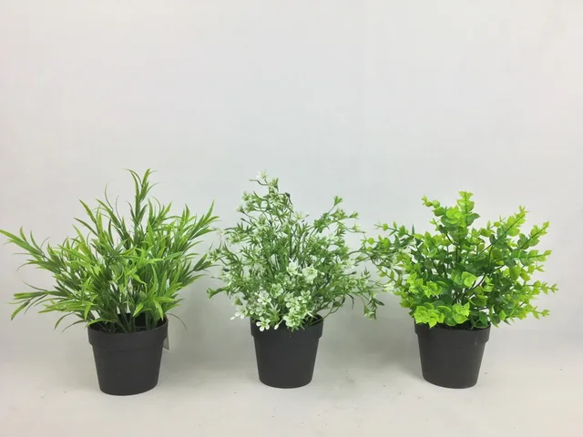 EUCALYPTUS series in Plastic pot