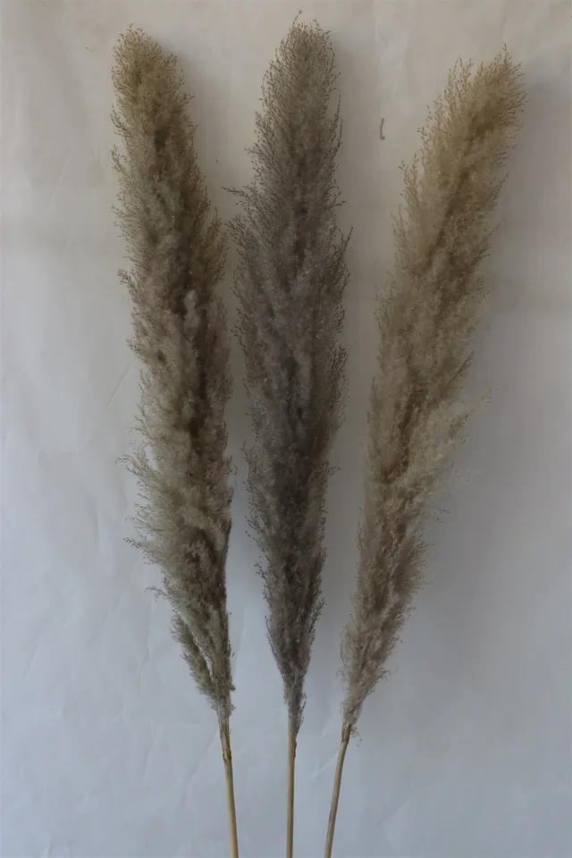 Dry flower NATURAL LARGE PAMPAS