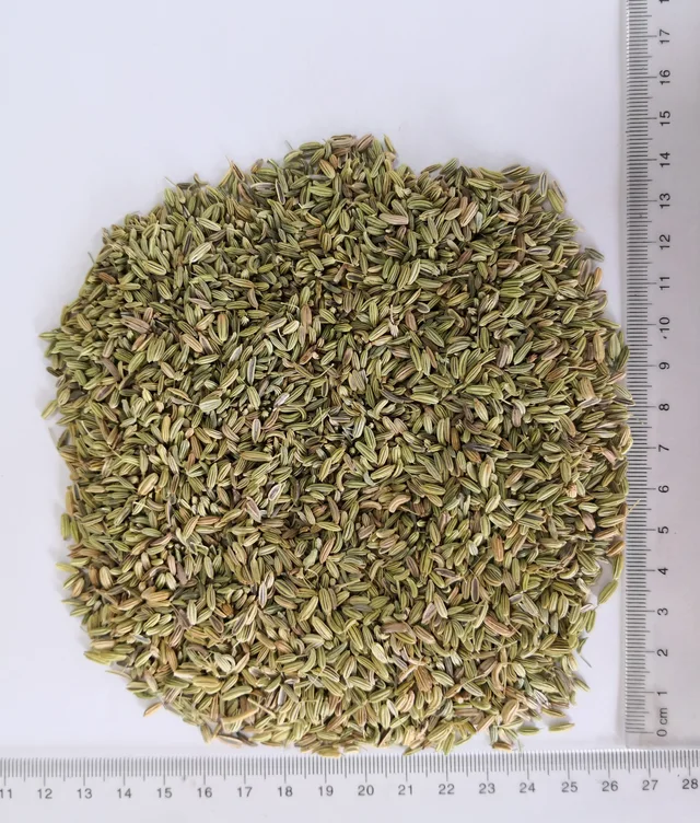 Fennel