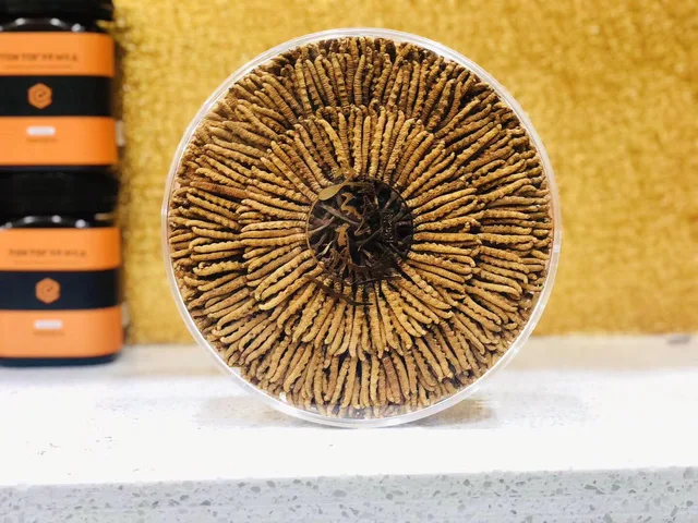 Cordyceps sinensis