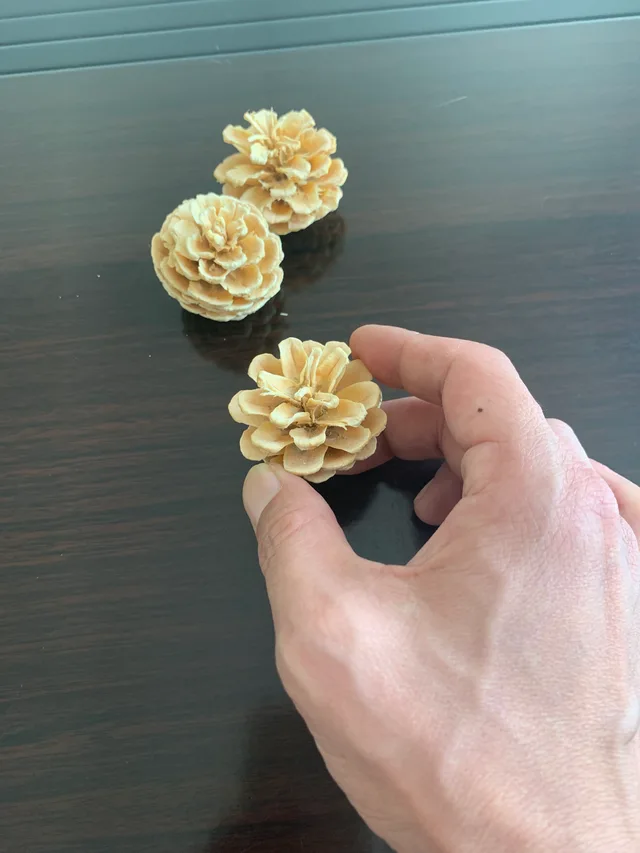 Pine Cone Bleached