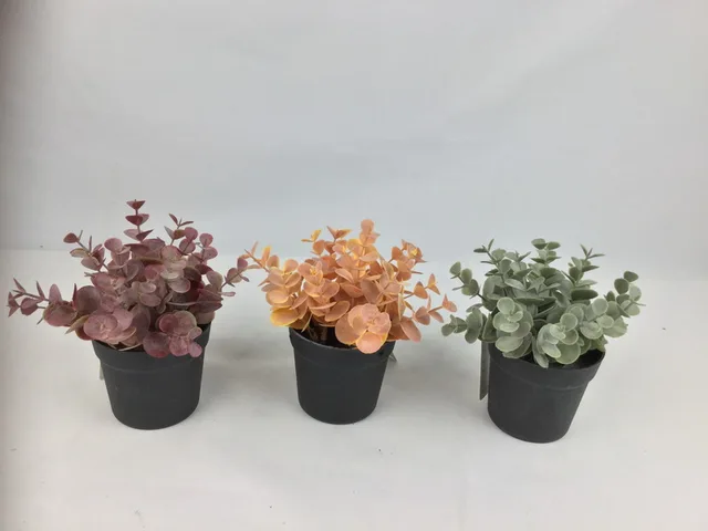 EUCALYPTUS in Plastic pot