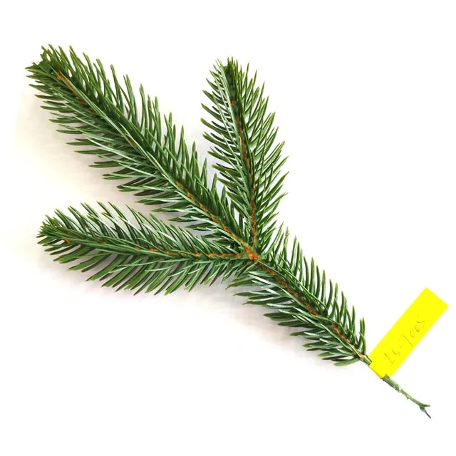 PE Tree Branch