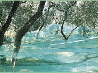Olive Net
