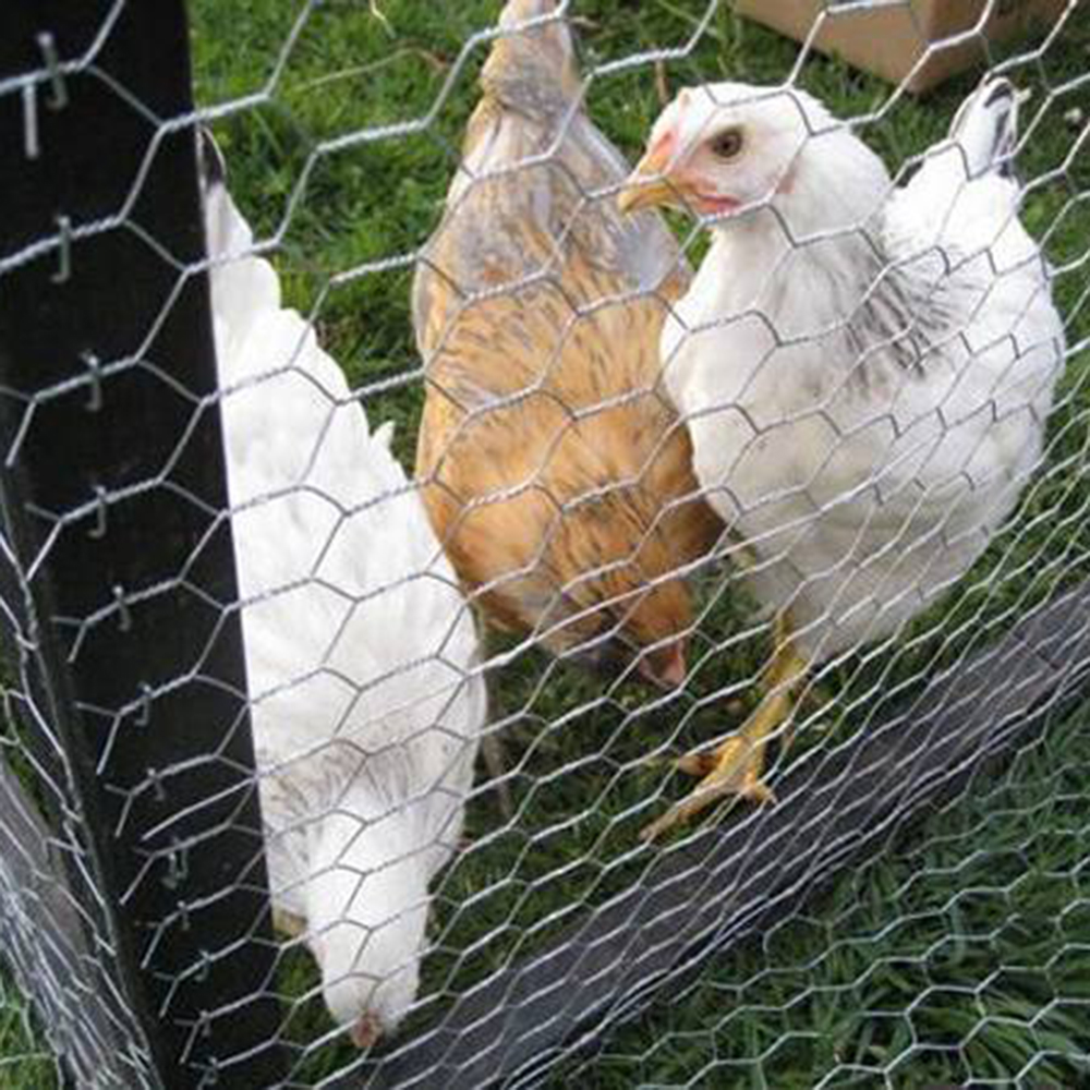 Wire Netting Hexagonal Wire Netting Galvanized Chicken Wire Mesh Hex Wire Netting