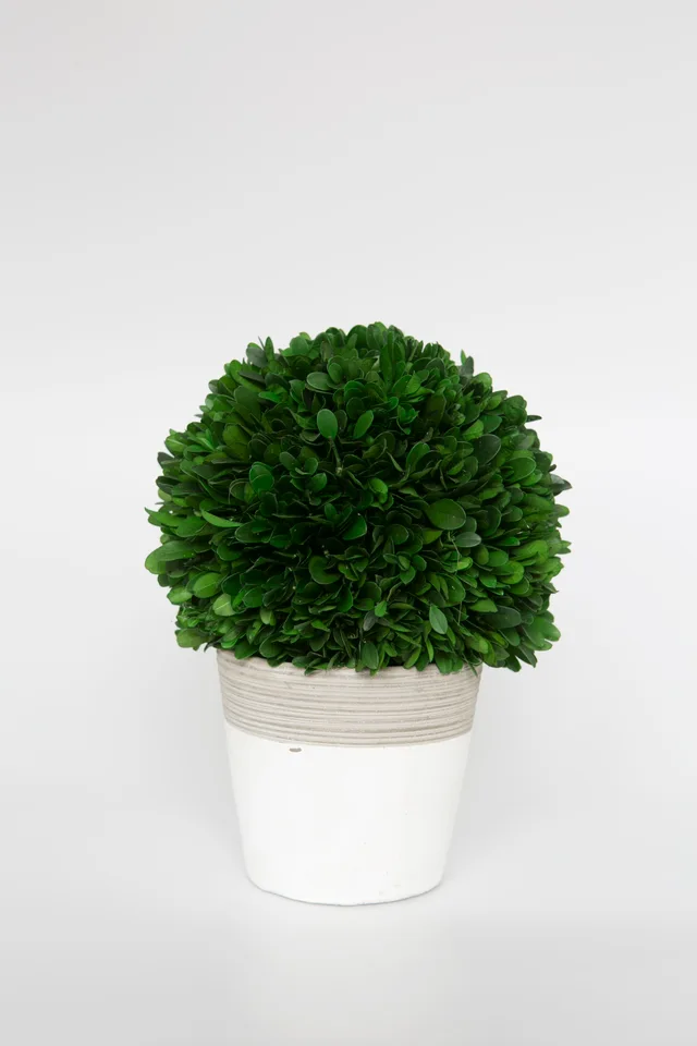Preserved Boxwood