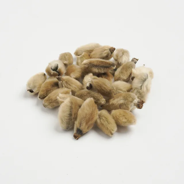 Flos Magnoliae