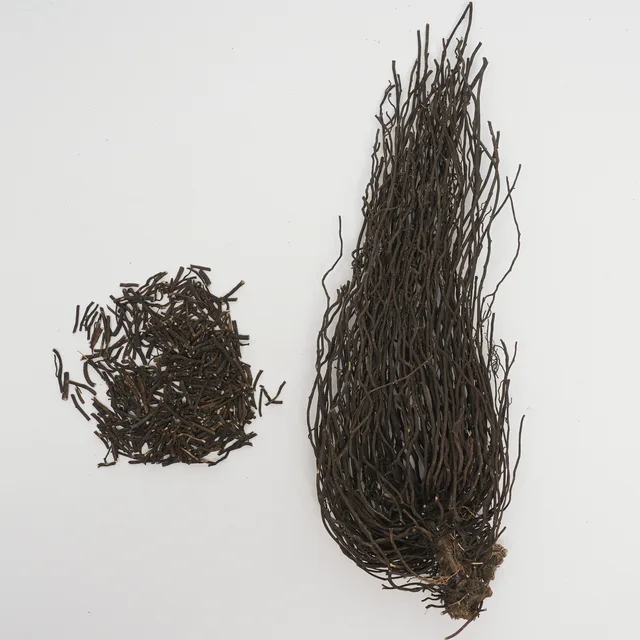 Radix et Rhizoma Clematidis