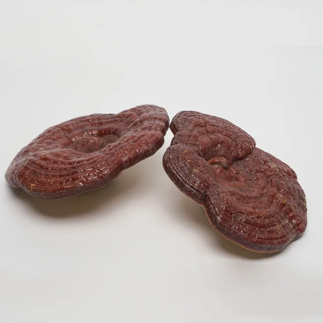 Ganoderma