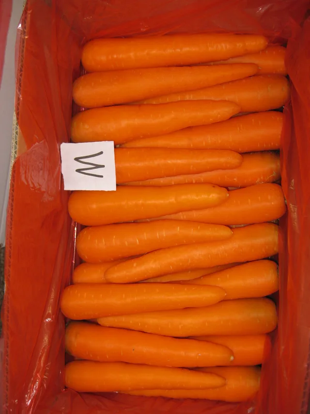 Fresh Carrot