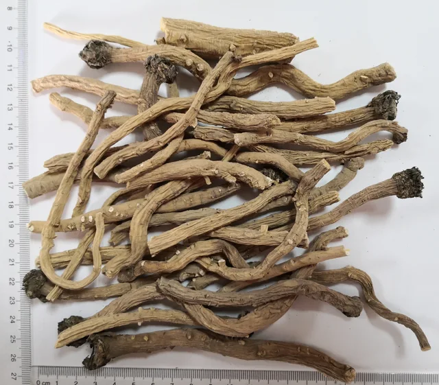 Isatis Root