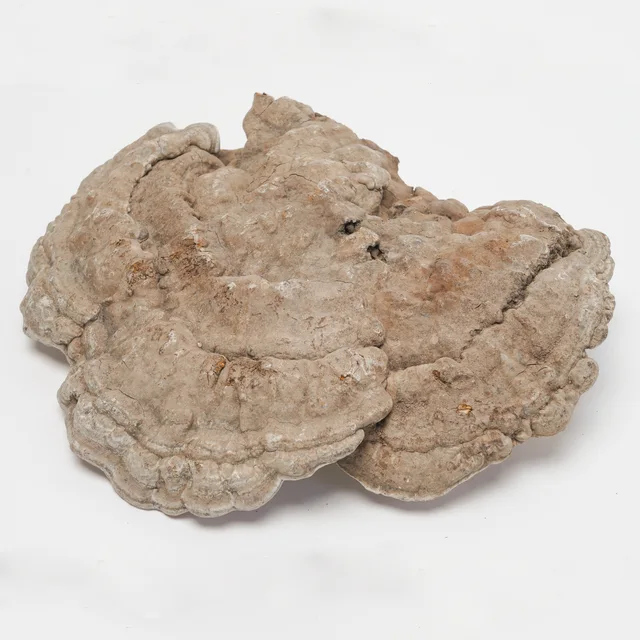 Elfvingia applanata(Pers．) Karst