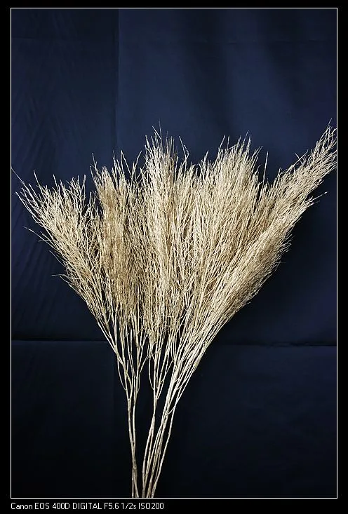 Upright Fern(Preserved)(dry flower;dried flower)