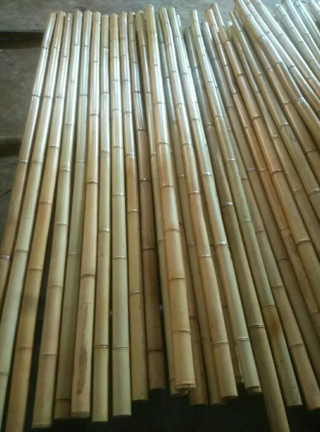 Mao Bamboo