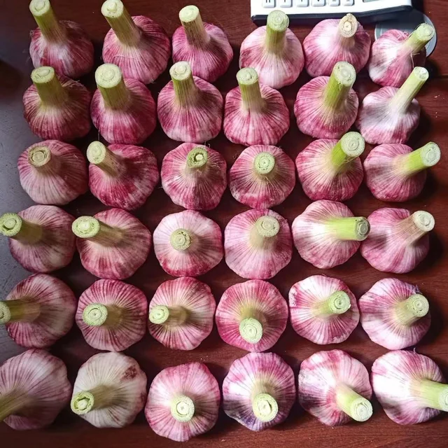 Chinese Fresh Garlic in Bulk