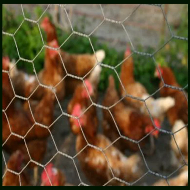 Electro Galvanized Hexagonal wire mesh 1/2"X1/2"X1X25M