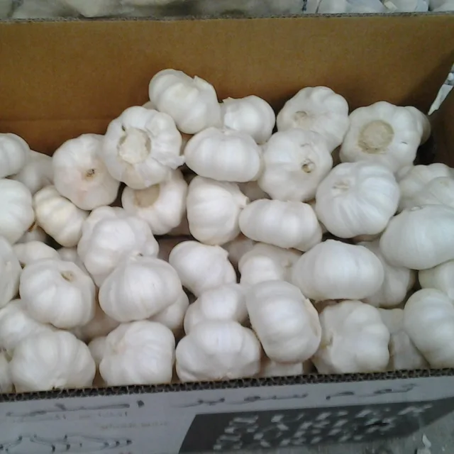 4.5cm 5.0cm 5.5cm 6.0cm fresh garlic ex-factory price