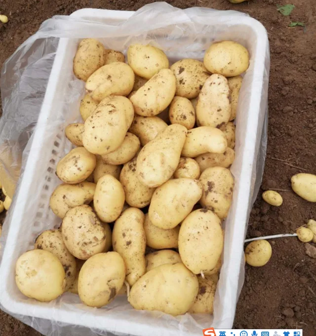 Chinese new season fresh potato holland type