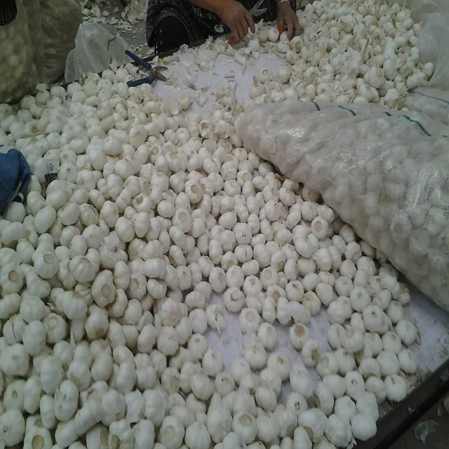 China high quality pure white garlic 5.5cm