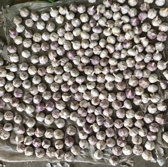 Shandong China fresh garlic 6.0cm 10kg carton pack