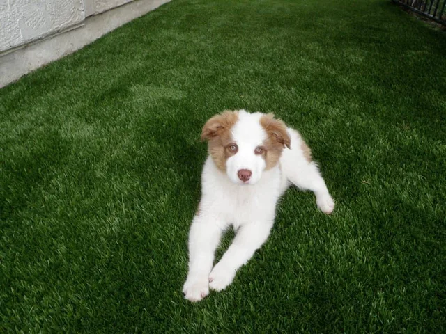 30mm 3-Tones PET Using Sterile and Free of Heavy Metals Artificial Grass Synthetic Grass Garden Grass Fake Grass