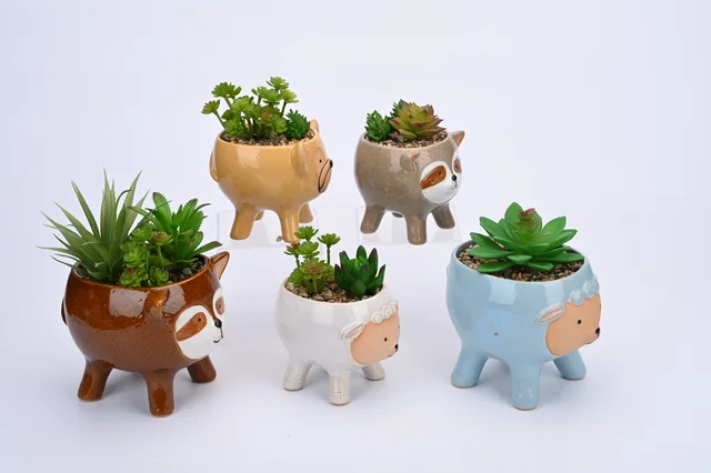 Ceramic pot with Succulent