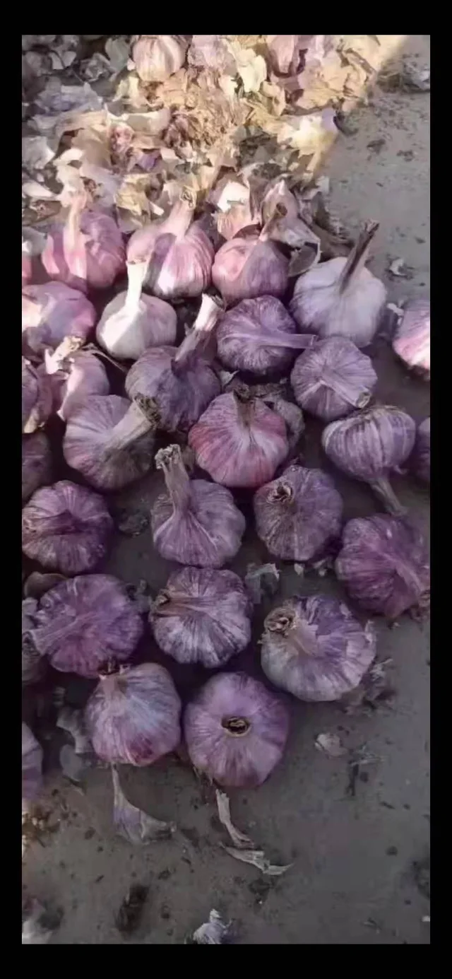 2021crop new harvest fresh garlic