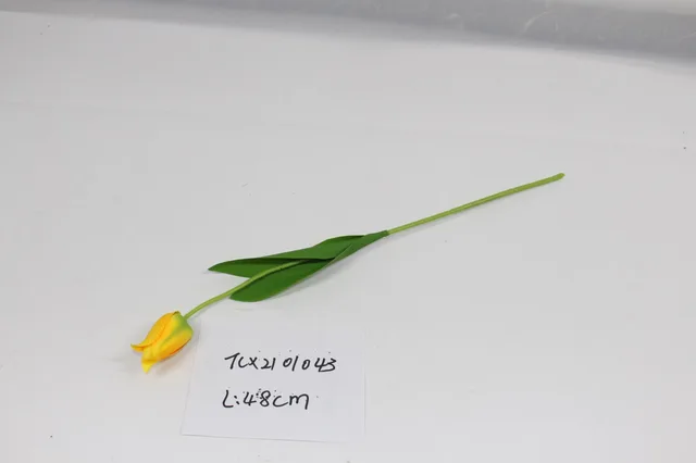 Tulip Single-5