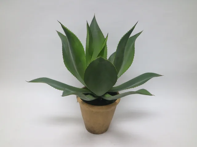 Potted Agave