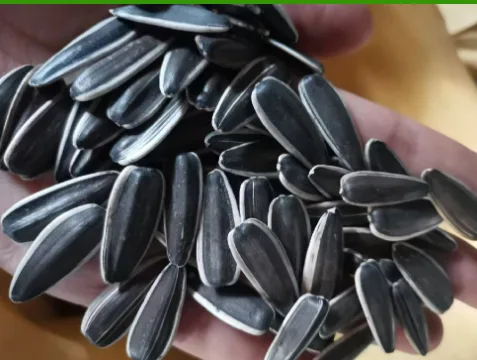 Sunflower seeds T6